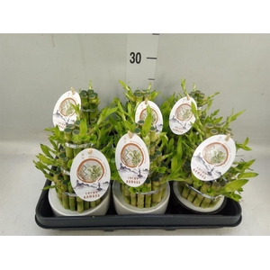 Dracaena sand. 'Lucky Bamboo' ..pyr