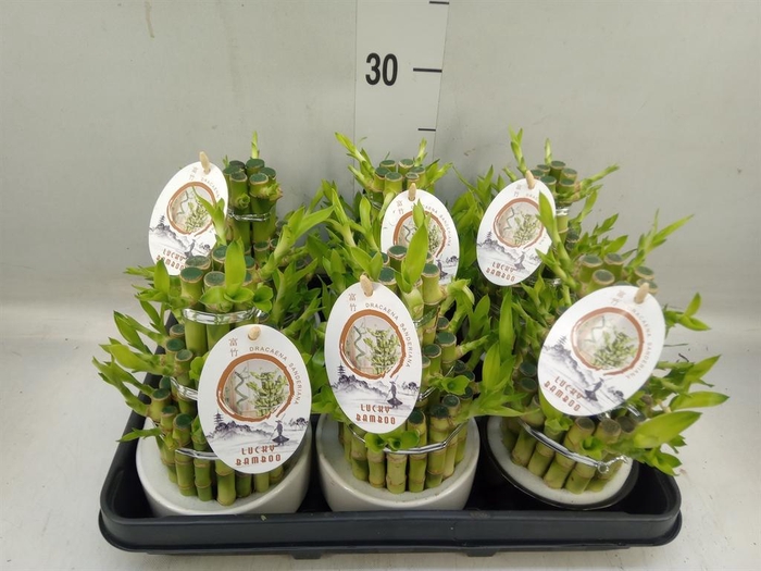 <h4>Dracaena sand. 'Lucky Bamboo' ..pyr</h4>