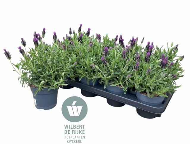 <h4>LAVAN S EARL SUMMER</h4>