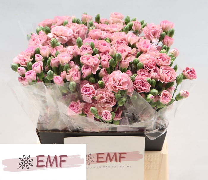 <h4>DI TR MOCHA SWEET</h4>