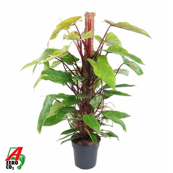 <h4>Philodendron 'Painted Lady'</h4>
