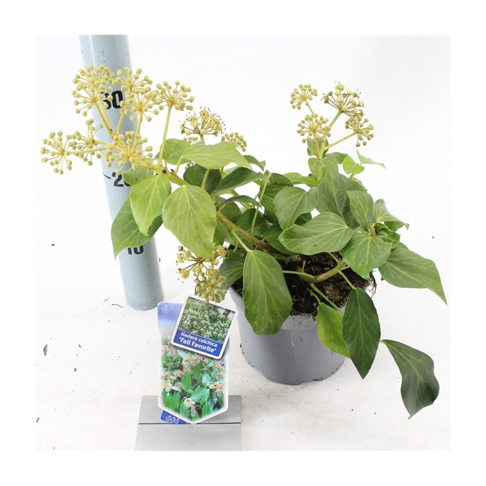 <h4>Hedera colchica 'Fall Favourite'</h4>