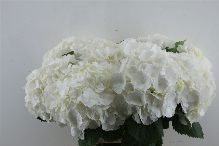 <h4>Hydr M Whi Verena</h4>
