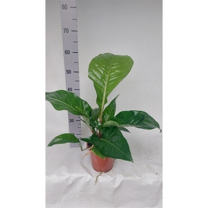 Anthurium Plowmanii