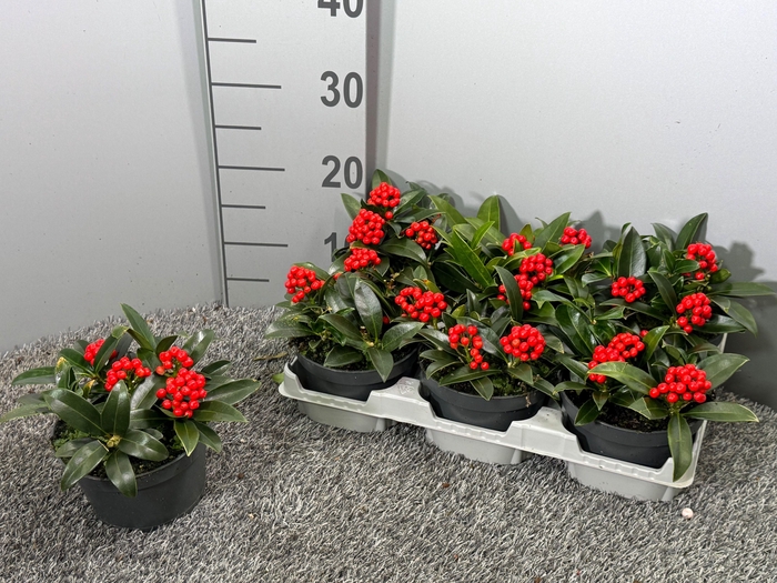 <h4>Skimmia japonica 'Red Berry Bee' P14 2+</h4>