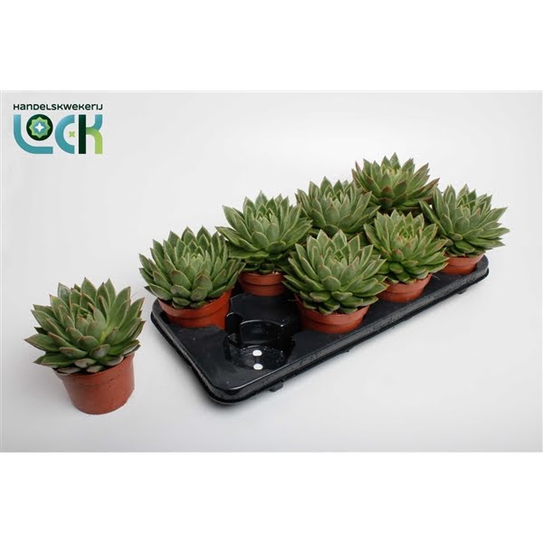 <h4>Echeveria Agavoides</h4>