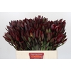 Leucadendron Saf Sunset Dark R.