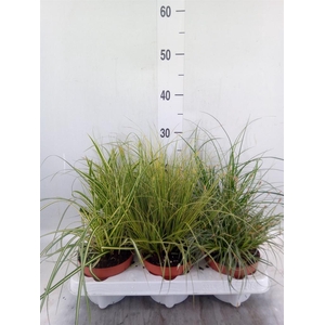 Carex   ...mix