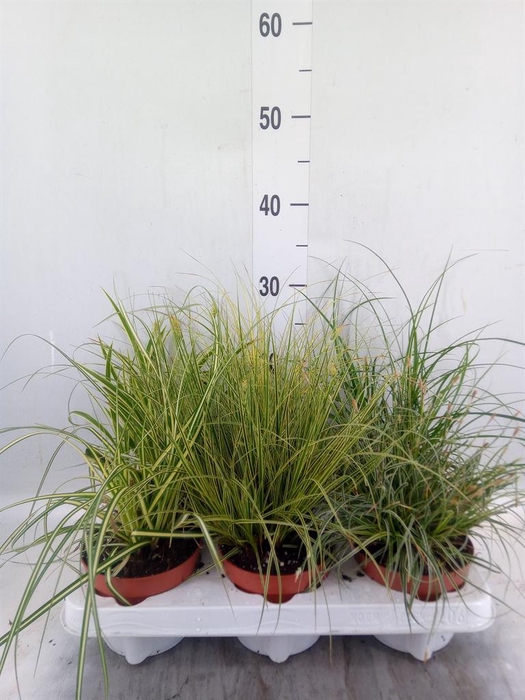 <h4>Carex   ...mix</h4>