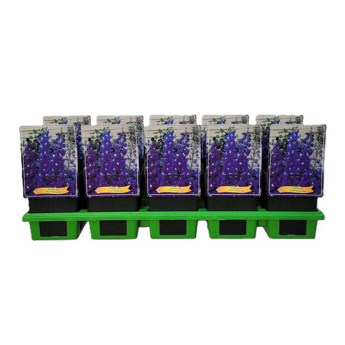 <h4>Delphinium Blue/White Bee P11</h4>