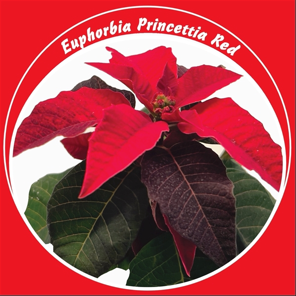 <h4>Euphorbia Princettia red</h4>