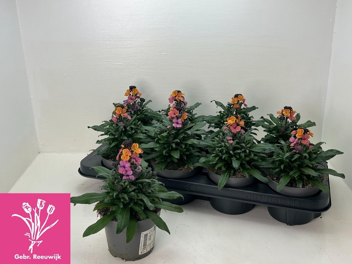 <h4>ERYS SUP BOWL MAUVE</h4>