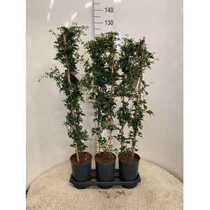 Clematis forst. 'Avalanche'