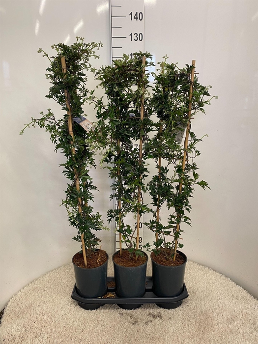 <h4>Clematis forst. 'Avalanche'</h4>