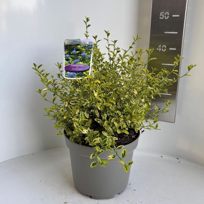 <h4>Ceanothus thyrsiflorus</h4>
