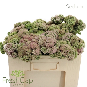 Sedum Medium