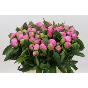 Paeonia Monsieur Jules Elie