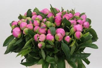 <h4>Paeonia Monsieur Jules Elie</h4>