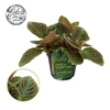 Episcia Overig Shimmer