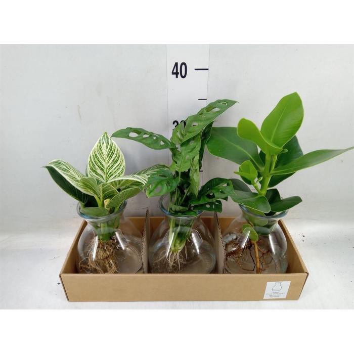 <h4>Planten  ..mix</h4>