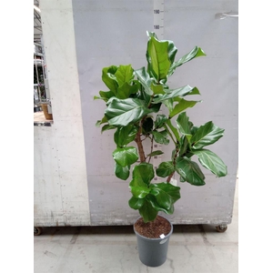 Ficus lyrata
