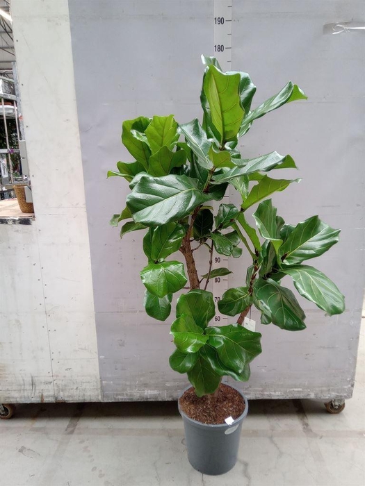 <h4>Ficus lyrata</h4>