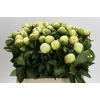 Paeonia Lemon Chiffon