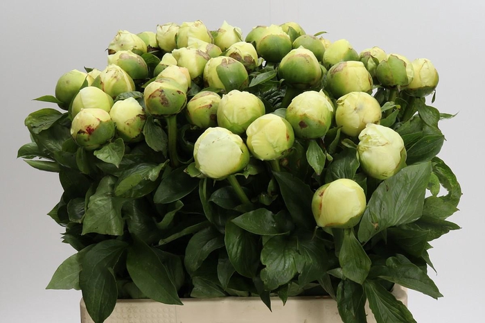 Paeonia Lemon Chiffon