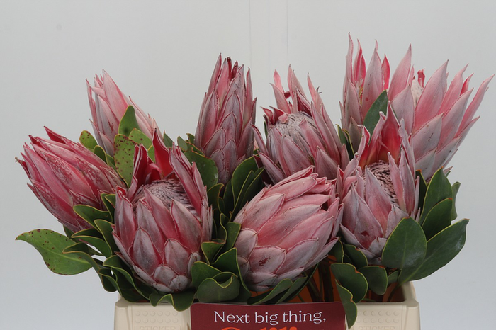 Protea Cynaroides