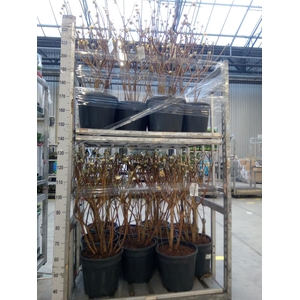 Edgeworthia chrys. 'Grandiflora'