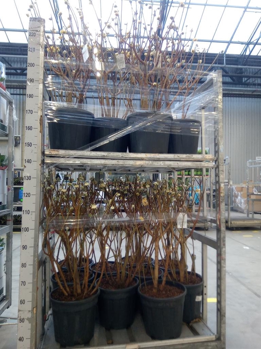 <h4>Edgeworthia chrys. 'Grandiflora'</h4>