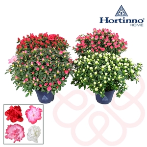 Hortinno® Home 'Spring Collection' 35 - 37 cm