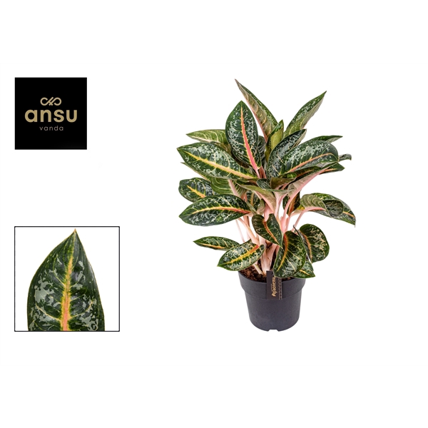 <h4>Aglaonema Orange Flame</h4>