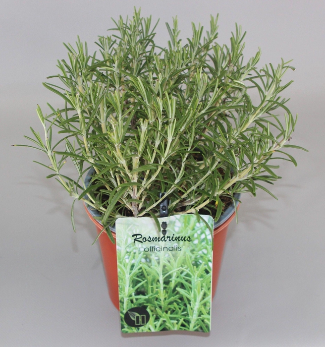 <h4>Rosmarinus Officinalis C1,5</h4>