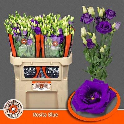 <h4>Lisianthus do rosita blue</h4>