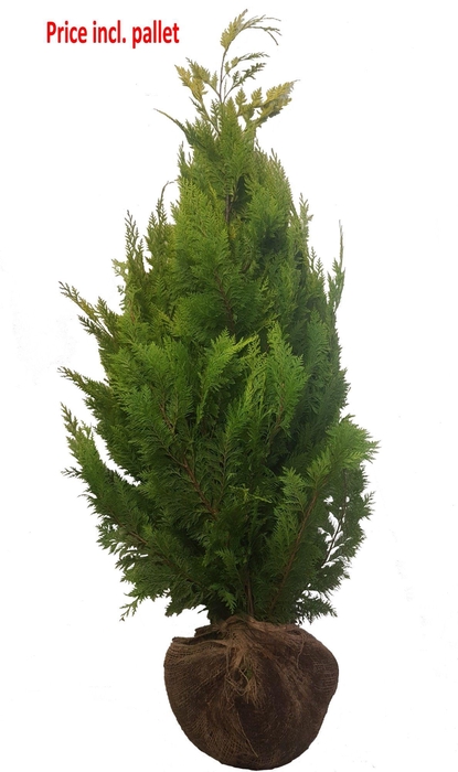 <h4>Chamaecyparis law. Ivonne, plantmaat 140-160 cm - Rondgestoken - KLUIT</h4>