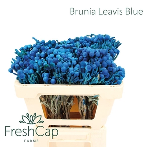 Brunia Leavis Blue
