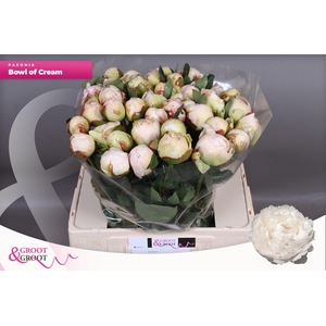 Paeonia Bowl Of Cream | Heavy Quality