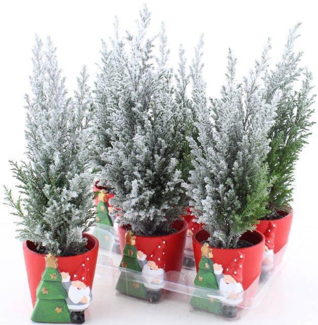 <h4>CHAM L ELLWOODII</h4>