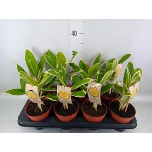 Aglaonema  'White Lime'