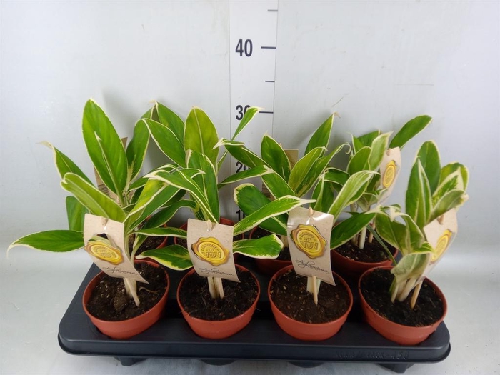 <h4>Aglaonema  'White Lime'</h4>