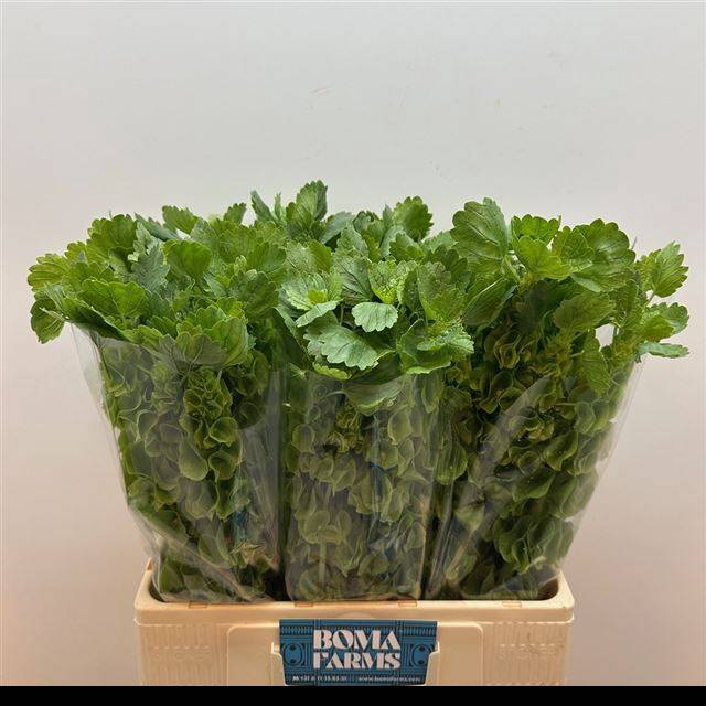 <h4>MOLUCCELLA STUK</h4>