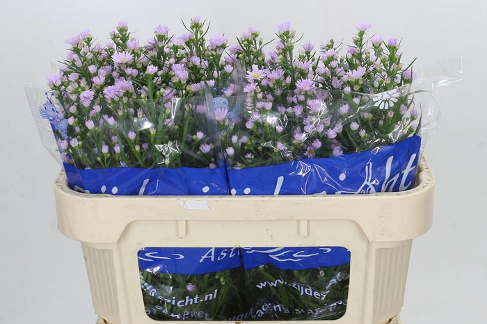 <h4>Aster Claudia</h4>