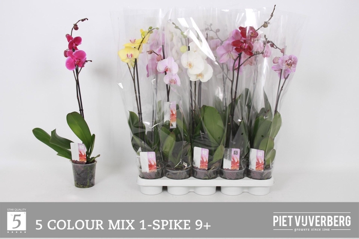 <h4>Phal Gem 5 Kl</h4>