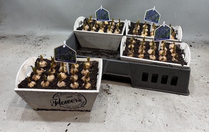 <h4>ARR MUSCARI</h4>