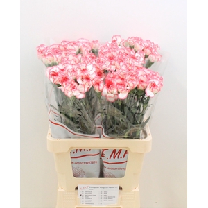 DI ST BACARAT PINK