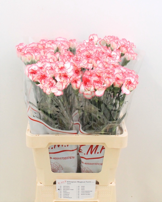 <h4>DI ST BACARAT PINK</h4>