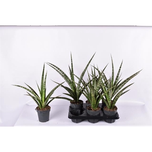 Sansevieria trifasciata Megan 12Ø 60cm
