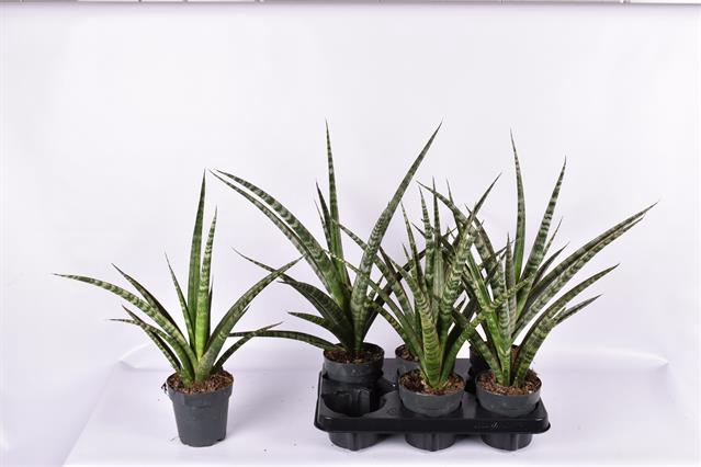 Sansevieria trifasciata Megan 12Ø 60cm