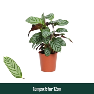 Calathea 12cm Compactstar (Ctenanhte) - Living